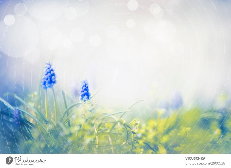 Spring nature with wild grape hyacinths Design Summer Garden Nature Plant Flower Park Meadow Blossoming Background picture Muscari Hyacinthus Spring fever