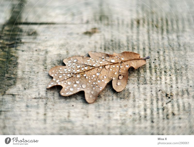 rope Drops of water Autumn Rain Leaf Old Wet Oak leaf Dew Wood Colour photo Subdued colour Close-up Deserted Copy Space top Copy Space bottom