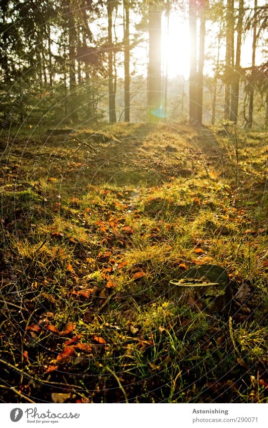 in the wood Environment Nature Landscape Plant Earth Air Sky Horizon Sun Sunrise Sunset Sunlight Autumn Weather Beautiful weather Warmth Tree Grass Bushes Moss