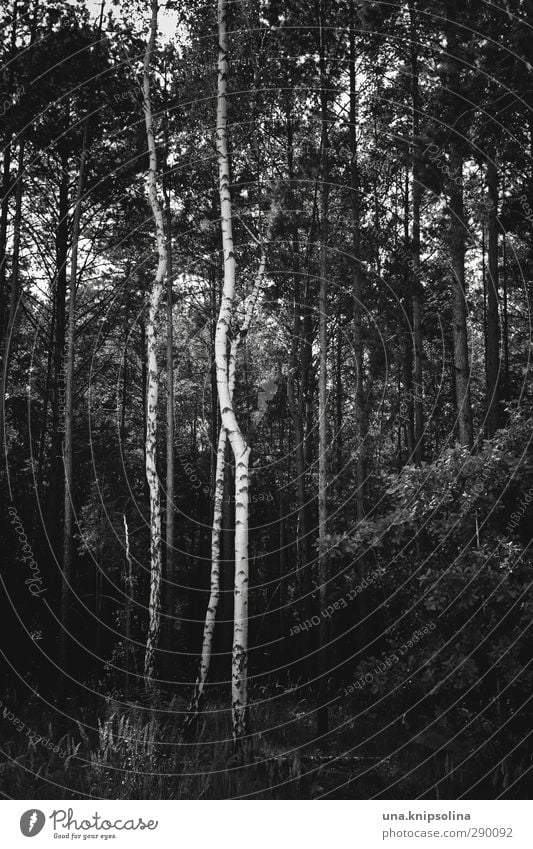 IX Environment Nature Landscape Tree Tree trunk Birch tree Forest Stand Growth Dark Natural Geometry Black & white photo Exterior shot Deserted