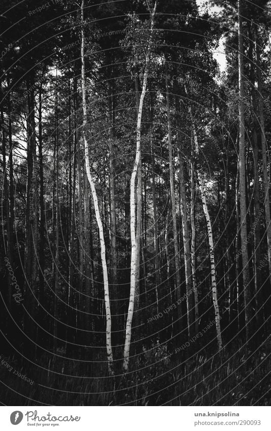 \/ Nature Landscape Tree Tree trunk Birch tree Forest Stand Growth Dark Natural Geometry Black & white photo Exterior shot Deserted Central perspective