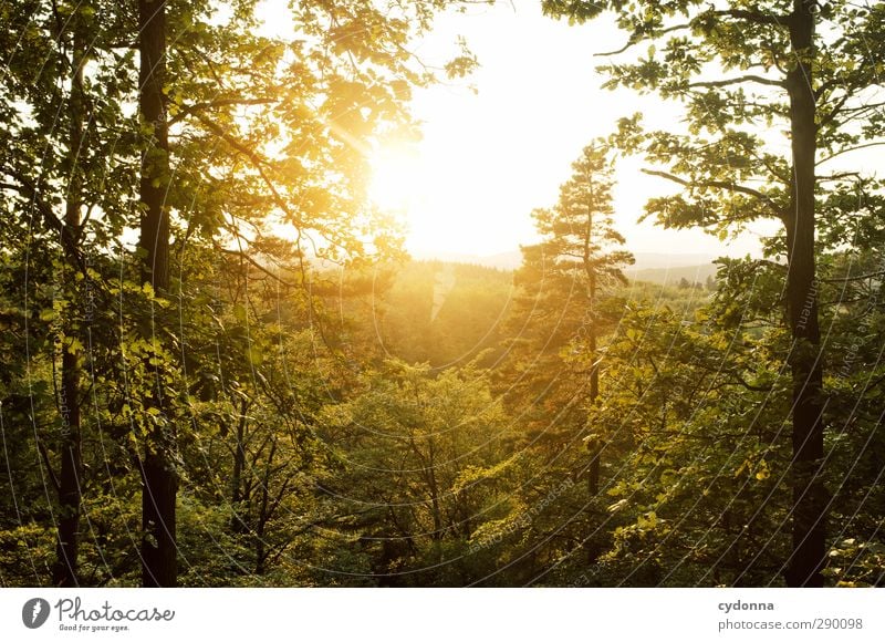 evening sun Harmonious Well-being Relaxation Calm Tourism Adventure Far-off places Freedom Hiking Environment Nature Landscape Sunrise Sunset Summer Tree Forest
