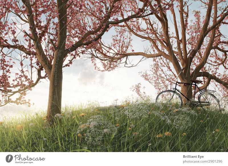 Under cherry blossoms Lifestyle Leisure and hobbies Trip Freedom Sports Cycling Nature Landscape Plant Sunlight Spring Beautiful weather Tree Grass Garden