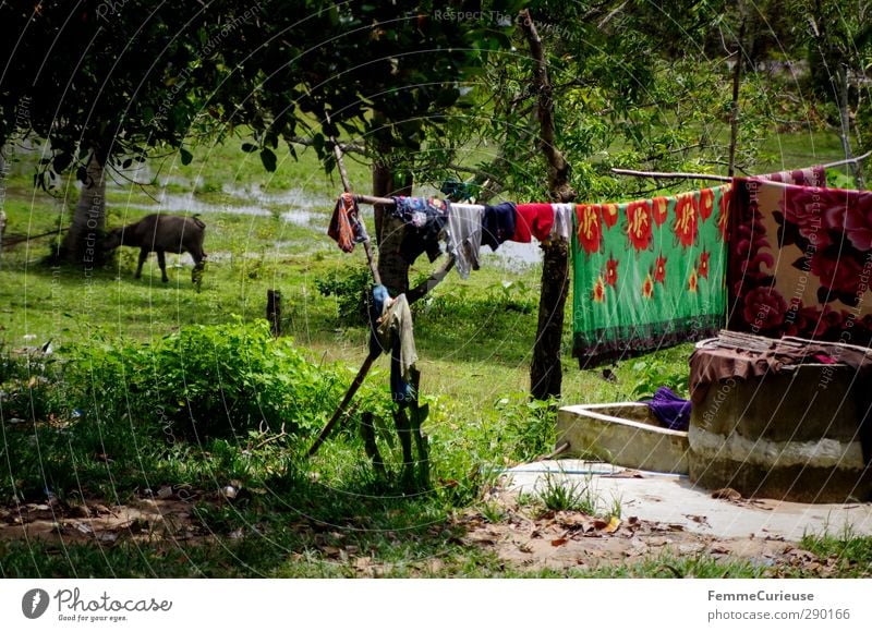 Idyll. Nature Climate Beautiful weather Plant Tree Meadow Field National Park Indigenous Clothesline Laundry Wash Farm animal Farmer Blanket Asia Cambodia Rural