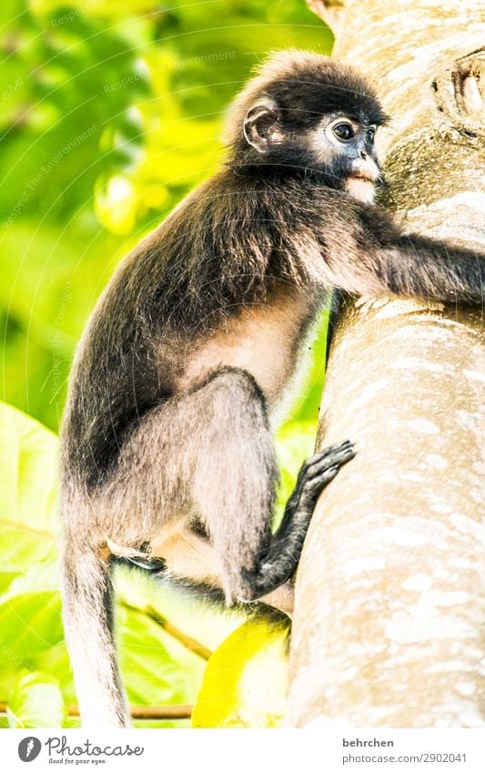 cinnamon monkey Vacation & Travel Tourism Trip Adventure Far-off places Freedom Tree Virgin forest Wild animal Animal face Pelt Monkeys spectacle langurs 1