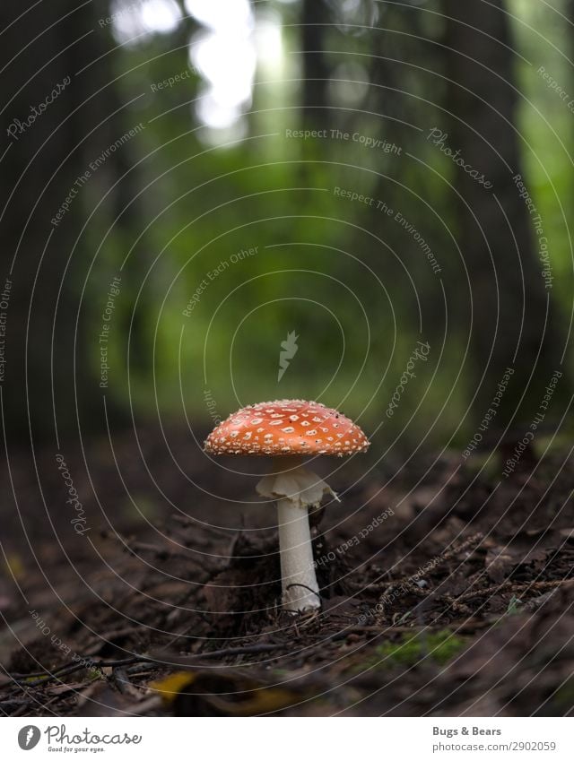 Who's standing there in the woods? Nature Landscape Plant Forest Esthetic Mushroom Mushroom cap Amanita mushroom Poison Inedible Dangerous Woodground Ground