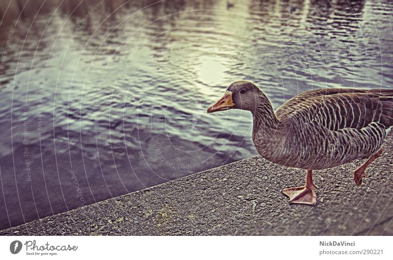Walk The Line Park Lakeside Lanes & trails Animal Animal face Duck 1 Discover Going Swimming & Bathing Hiking Waddle Animal foot Colour photo Multicoloured