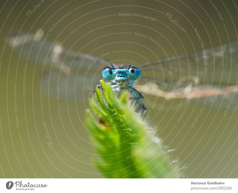 Front view of a small blue dragonfly. Animal Wild animal Dragonfly 1 Sit Natural Blue Nature Insect Wing Eyes Close-up Plant Part of the plant Small dragonfly
