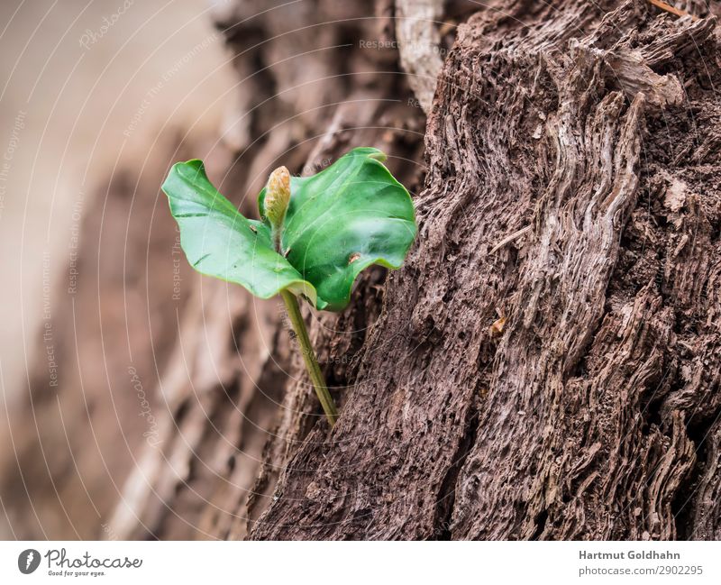 A small seedling of the copper beech. Nature Plant Spring Tree Beech tree Copper beech Growth Green Germ Shoot Leaf Part of the plant Tree stump Seasons Forest