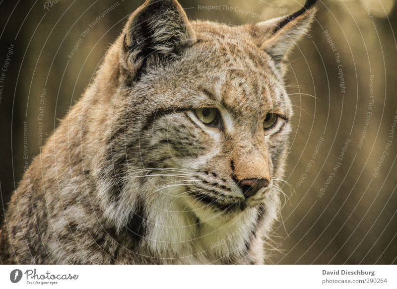 Lynx(uriös) Nature Beautiful weather Animal Wild animal Cat Animal face Pelt 1 Brown Yellow Gold Black White Game park Watchfulness Looking Whisker Concentrate