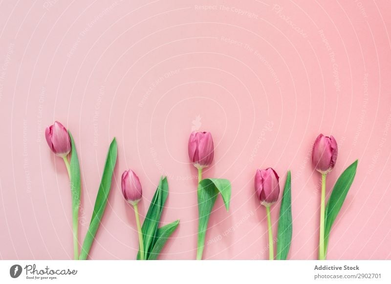 Pink tulips on clear background Tulip Flower Spring Floral Blossom Nature Bouquet Plant Green Blossom leave Leaf Beautiful Bright Natural Beauty Photography