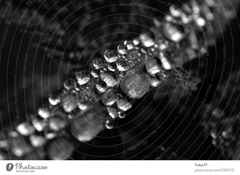 Worlds in the world Environment Nature Plant Water Drops of water Spring Grass Esthetic Retro Beautiful Gray Black White Black & white photo Detail
