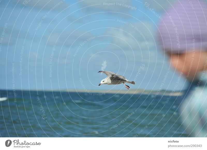 The seagull in the field of vision Environment Nature Water Sky Bird Flying Running Looking Colour photo Exterior shot Day Blur Central perspective