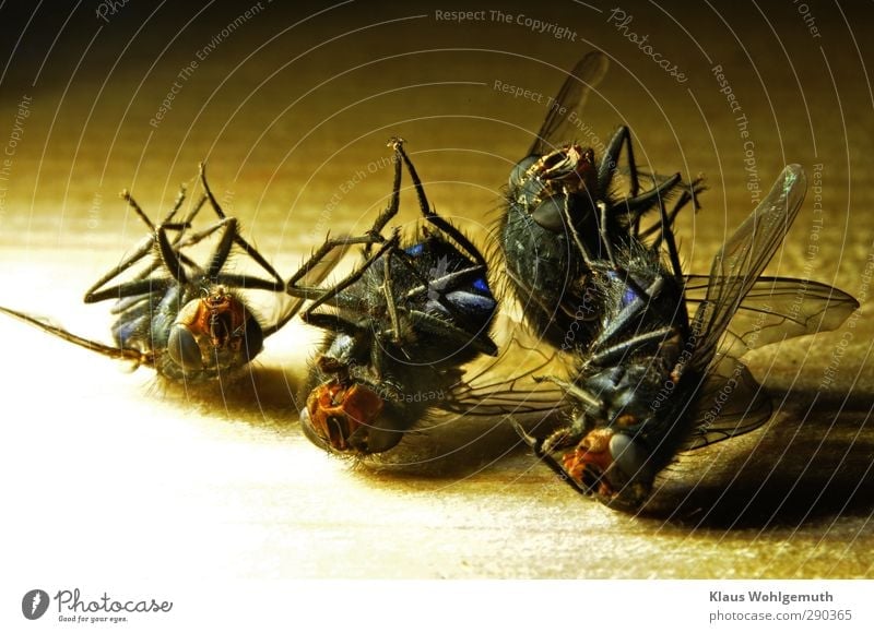 4 dead flies lie close together on a board Animal Dead animal Fly Animal face Grand piano Group of animals Lie Blue Brown Yellow Gray Black Death Insect