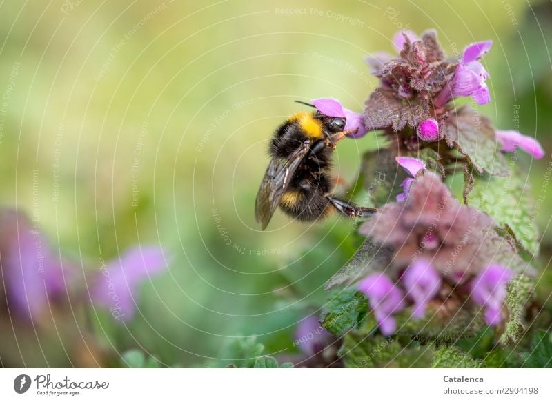 An insatiable bumblebee on a pink deadnettle Nature Plant Animal Spring Flower Grass Leaf Blossom Foliage plant Wild plant Stinging nettle Dead-nettle Garden