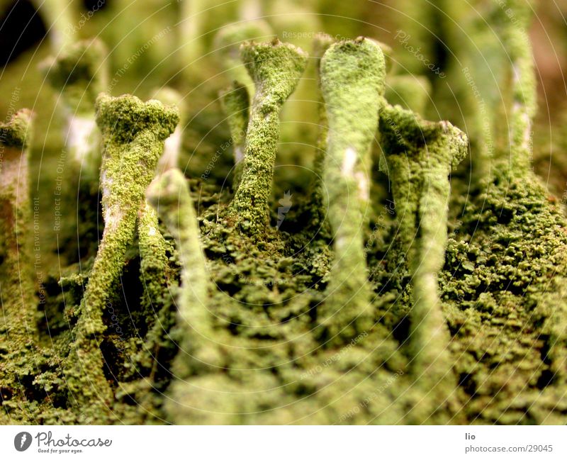 mushroom Wood Tree bark Mushroom Putrefy Nature Macro (Extreme close-up)