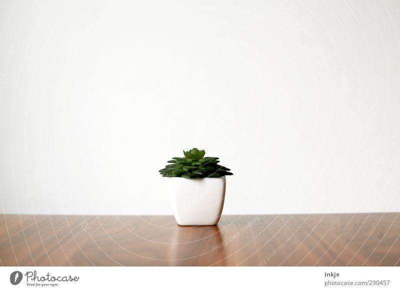 small, green, fleshy Table Plant Foliage plant Exotic Rubber tree rock garden plant Wall (barrier) Wall (building) Flowerpot Small Juicy Brown Green White