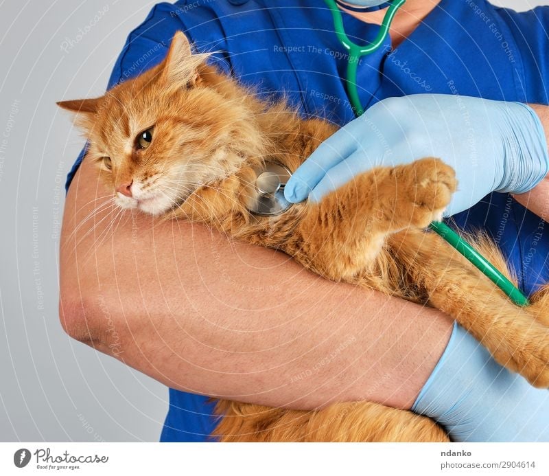Veterinarian holds and examines a fluffy red cat Body Medical treatment Illness Medication Doctor Hospital Human being Man Adults Hand 18 - 30 years
