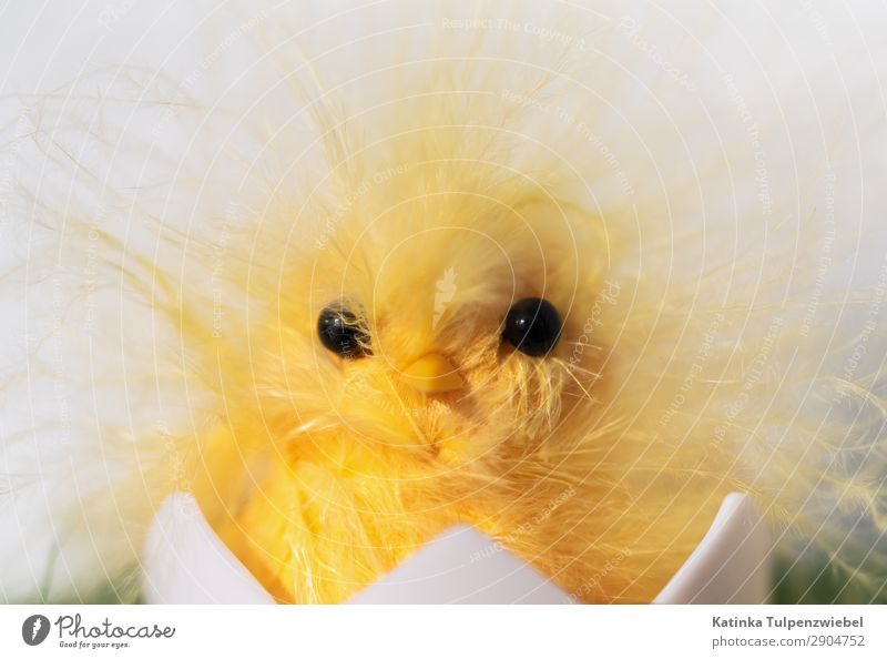 Nicht schon wieder Ostern Art Work of art Animal Pet Farm animal Bird Animal face 1 Toys Exceptional Fantastic Smart Yellow White Stress Anger Frustration Egg
