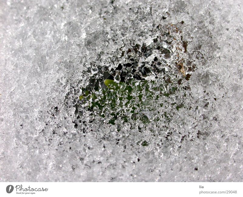 spring Spring Plantlet Snow Ice Macro (Extreme close-up)