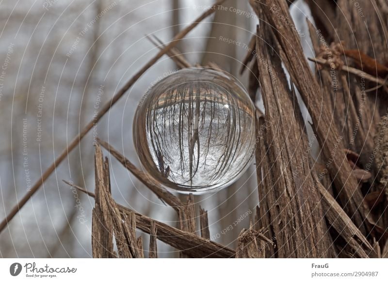 The forest is upside down Nature Spring Tree Forest Sphere Glass ball Wood Round Brown Refraction Log Colour photo Exterior shot Day
