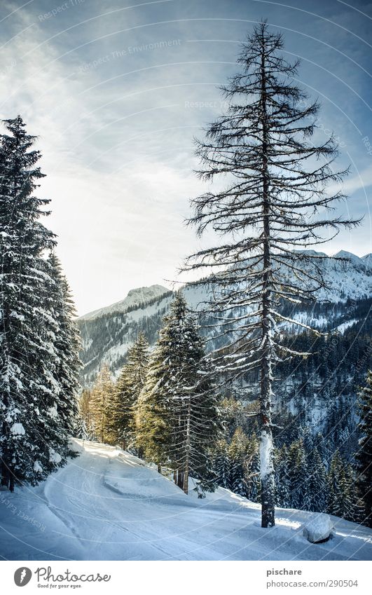 Winter Nature Snow Tree Forest Mountain Cold Tourism Colour photo Exterior shot Deserted Day Deep depth of field