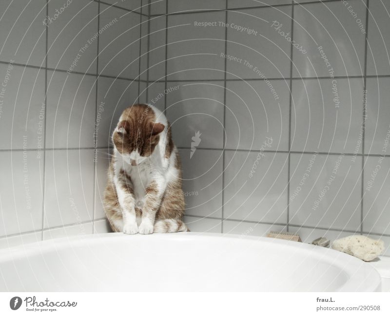 abysmal Animal Cat 1 Observe Looking Sit Fat pretty Clean Red White Cleanliness Friendship Domestic cat Bathtub Bathroom Tile Tiger skin pattern Colour photo