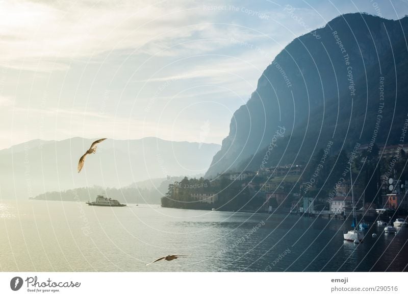 menaggio Environment Nature Landscape Sky Climate Weather Hill Rock Mountain Exceptional Cold Seagull Lake Como Colour photo Exterior shot Deserted Day
