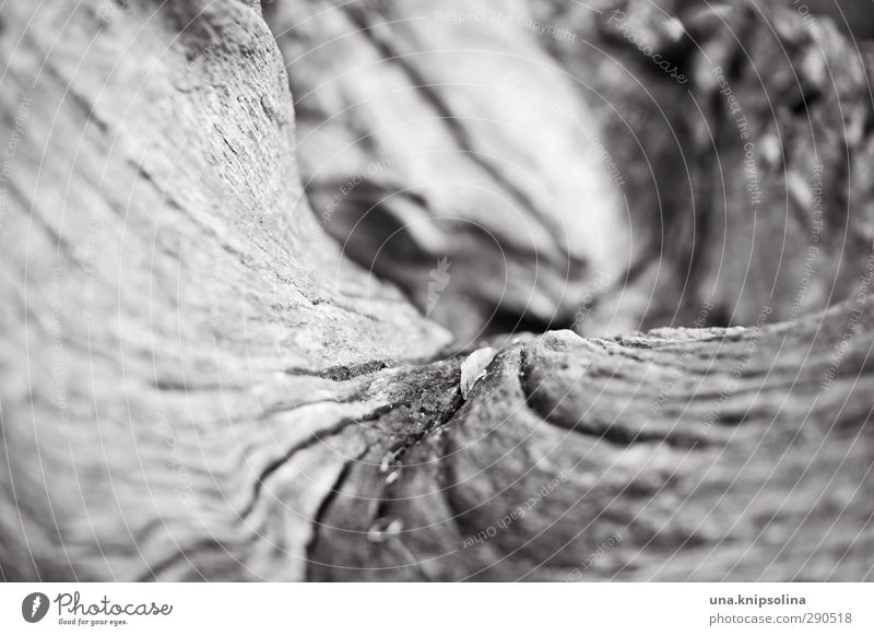 with verve Nature Landscape Tree Tree trunk Wood Natural Round Dry Brittle Curved Tree bark Black & white photo Exterior shot Close-up Detail Abstract Pattern