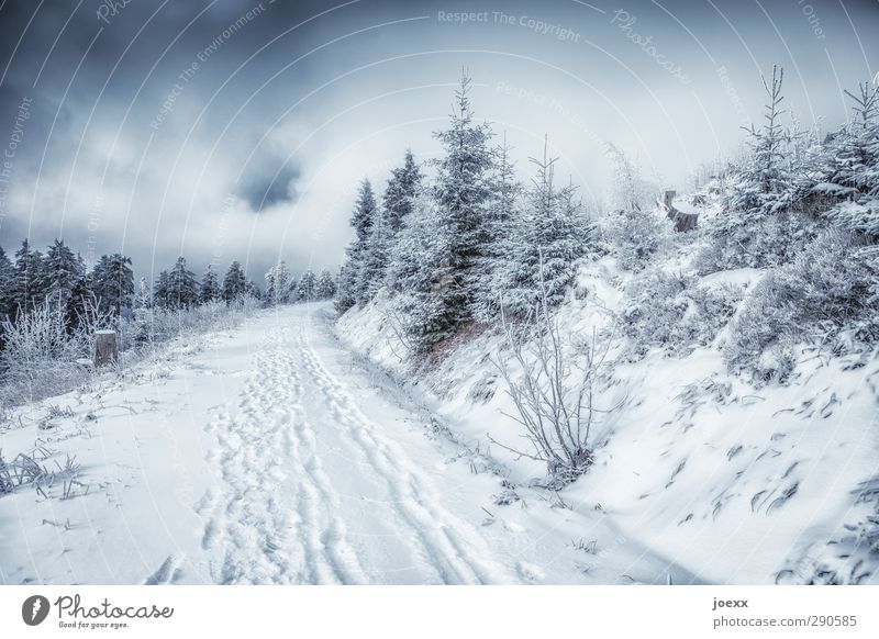 It could look like this Winter sports Nature Landscape Plant Sky Clouds Weather Bad weather Snow Forest Mountain Lanes & trails Cold Black White Colour photo