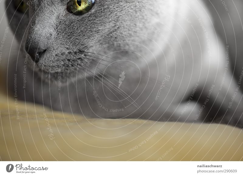 cat Animal Pet Cat russian blue 1 Observe Relaxation Looking Happiness Beautiful Cuddly Soft Blue Yellow Contentment Sympathy Love of animals Attentive Calm