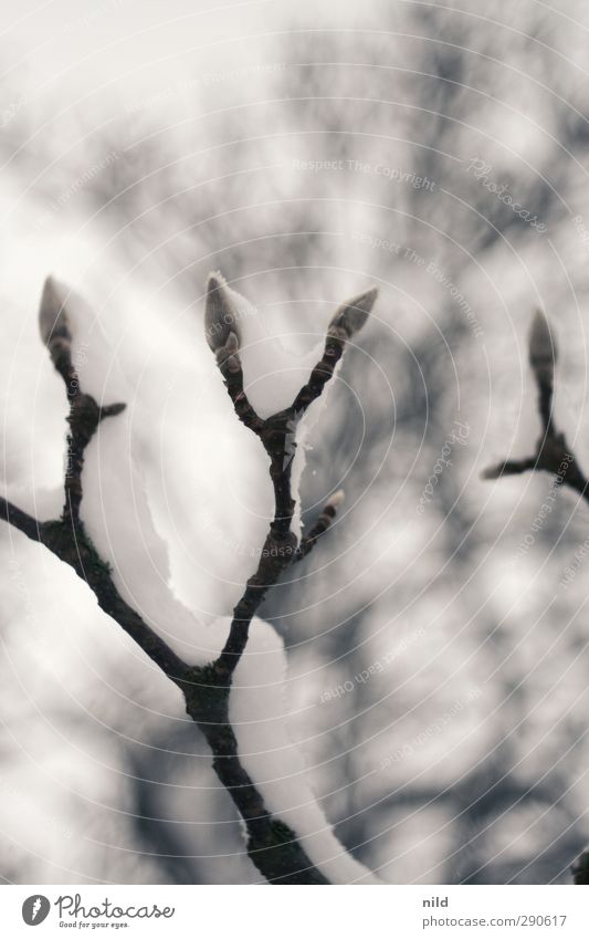 buds Environment Nature Plant Winter Weather Bad weather Fog Snow Tree Shoot Wait Gray White Cold Subdued colour Exterior shot Detail Copy Space top Morning Day