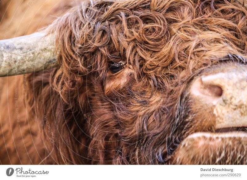 They called him Locke. Animal Farm animal Cow Animal face Pelt 1 Brown Orange Black Cattle Highland cattle Curl Snout Muzzle Antlers Herd Agriculture Livestock