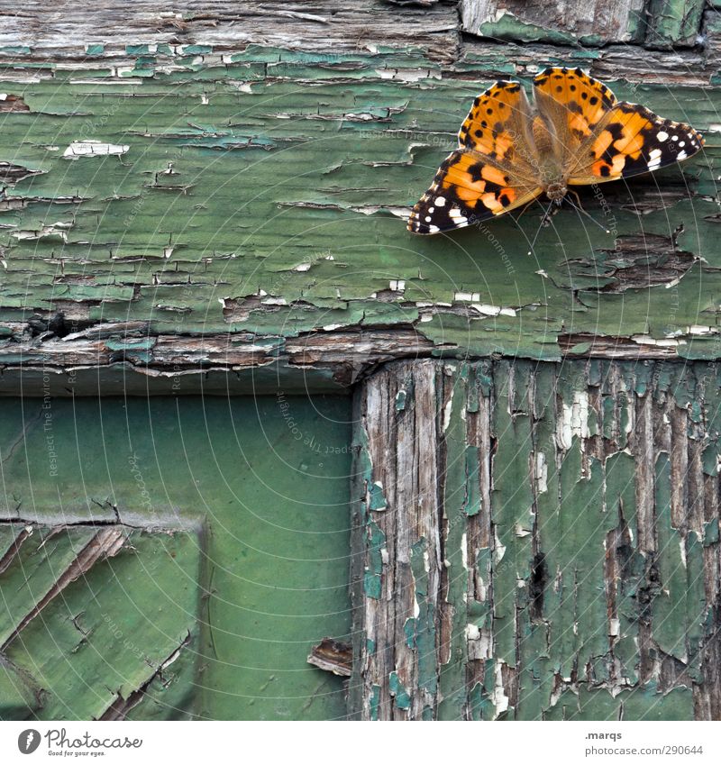 deco Animal Wall (barrier) Wall (building) Butterfly 1 Wood Sign Relaxation Old Beautiful Green Spring fever Anticipation Transience Colour photo Exterior shot