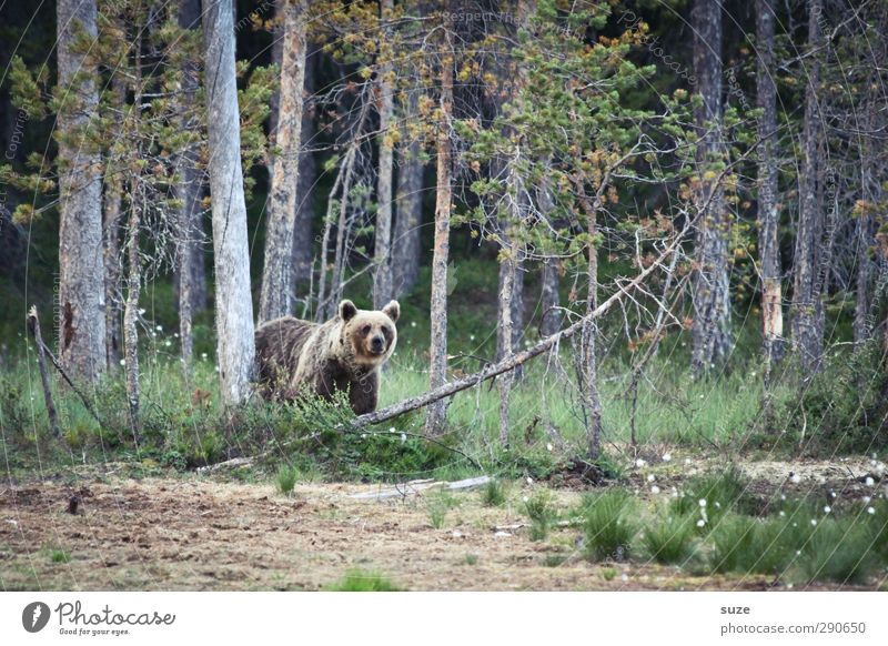 honey bear Hunting Environment Nature Landscape Animal Elements Earth Tree Meadow Forest Pelt Wild animal 1 Observe Authentic Exceptional Threat Curiosity