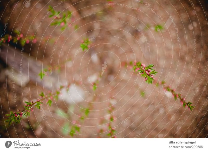 nothing Nature Earth Plant Bushes Blossom Blossoming Natural Brown Green Pink Blur Twig Colour photo Exterior shot Shallow depth of field Bird's-eye view