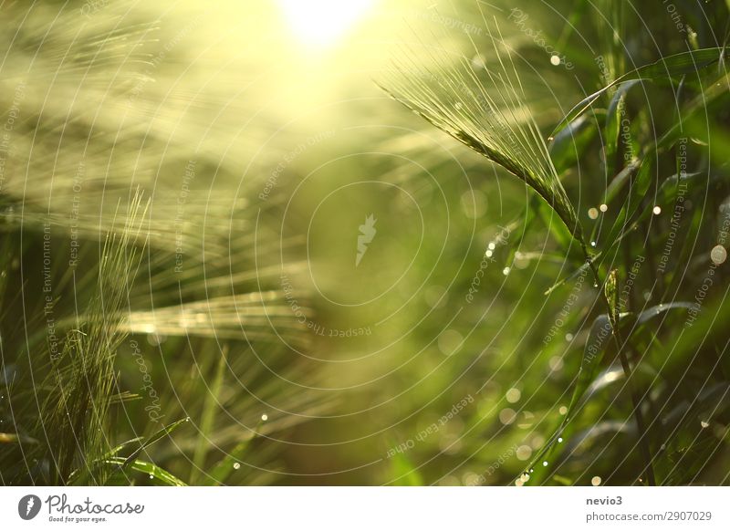 Barley field in spring Nature Spring Leaf Foliage plant Agricultural crop Garden Meadow Field Natural Yellow Green Spring fever Anticipation Seasons Barleyfield