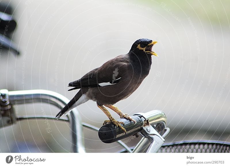 bird Bicycle Animal Bird 1 Aggression Exceptional Power Photography vindicate Colour photo Exterior shot Close-up Deserted Isolated Image Day Silhouette