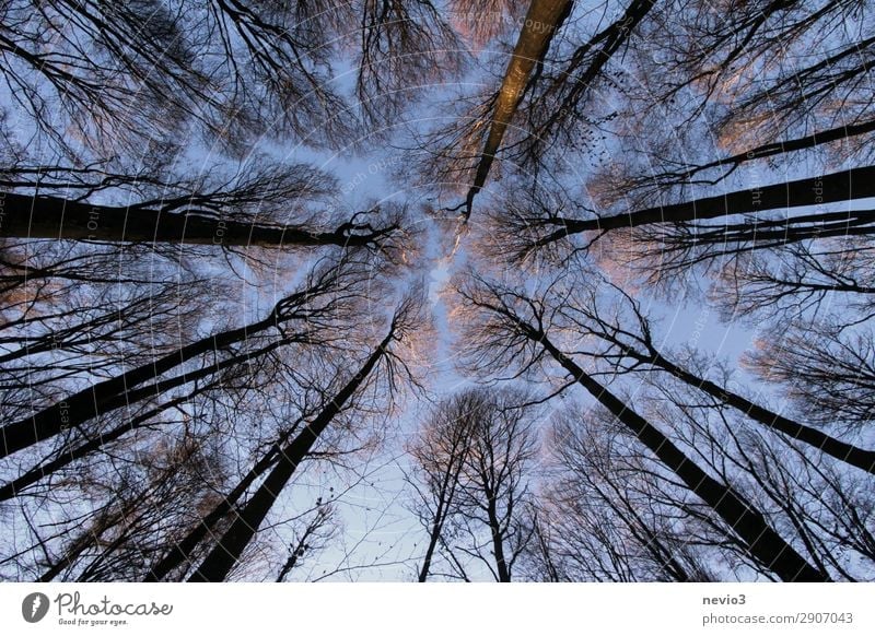 Bare trees Nature Autumn Winter Tree Old Dark Gigantic Large Tall Sustainability Point Forest Clearing Edge of the forest Height Upward forest work Forestry