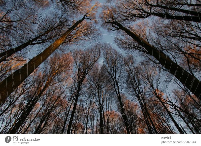 Bare trees Nature Landscape Tree Agricultural crop Old Dark Wild Forest Clearing Edge of the forest Forestry Forstwald Silhouette Sunlight Evening sun Warmth