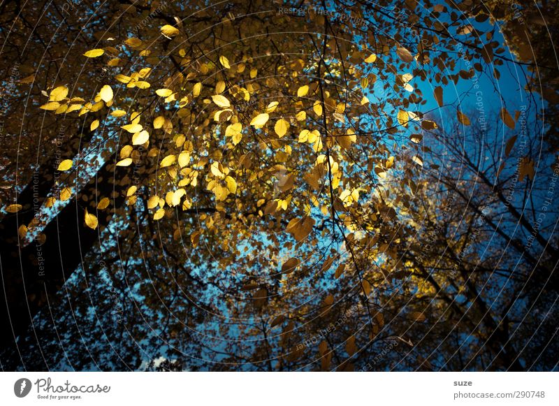 tinsel glitter Night life Feasts & Celebrations Autumn Leaf Forest Glittering Illuminate Exceptional Dark Beautiful Blue Yellow Autumn leaves Early fall