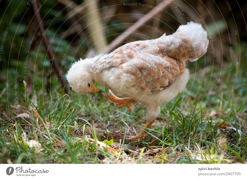 foot control Environment Nature Animal Grass Garden Meadow Farm animal Barn fowl Chick Baby animal Observe Discover Walking Looking Brave Determination