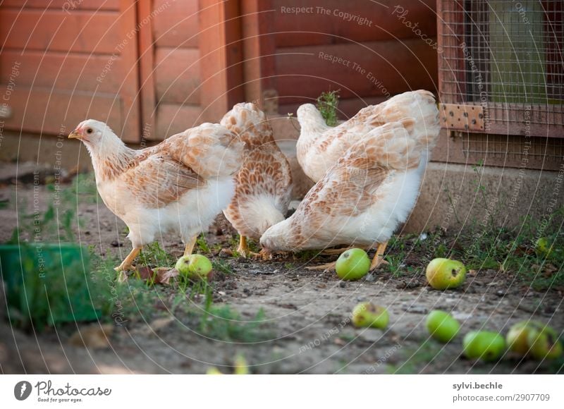 Juvenile hens III chicken fowls chickens Chick brut incubate naturbrut Grass Brown green natural salubriously fond of animals Love of animals fortunate Life