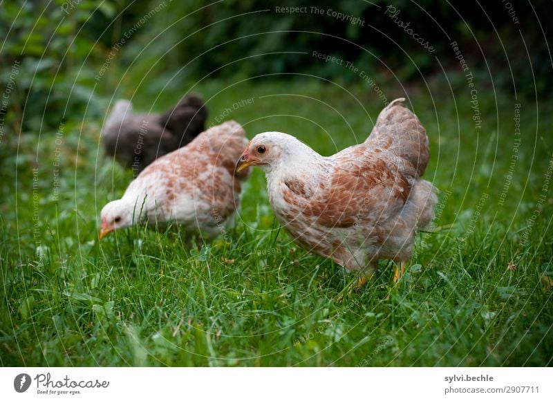young hens chicken fowls chickens Chick brut incubate naturbrut Grass Brown green natural salubriously fond of animals Love of animals fortunate Life Barn fowl