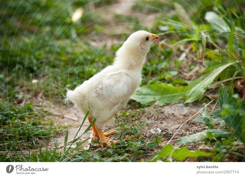 The chick and the swallowed worm Environment Nature Summer Grass Garden Meadow Animal Farm animal Chick Barn fowl Baby animal Yellow Green Love of animals Life