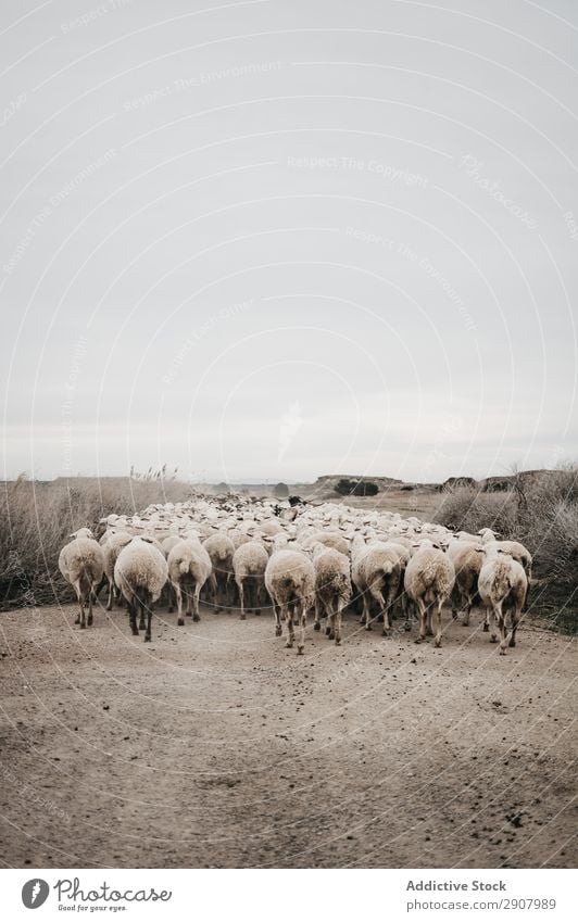 Sheep walking on the road Wool Animal Landscape Flock Mountain Summer Street Walking Herd Nature happening Block Background picture Vacation & Travel Beautiful