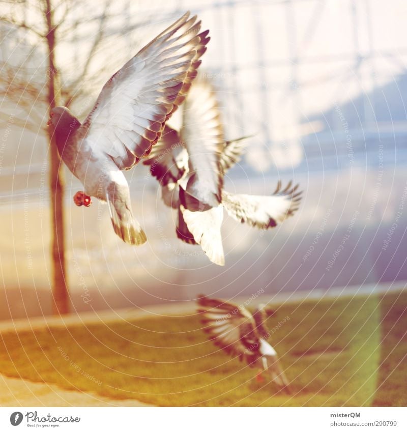 Away We Fly. Art Esthetic Flying Floating Bird Pigeon Feed the birds Feather Wing Air Town Scare Escape Animal Colour photo Subdued colour Exterior shot