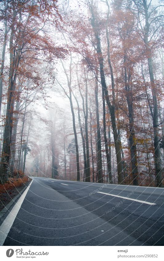 fog Environment Nature Landscape Autumn Bad weather Fog Tree Forest Dark Cold Street Colour photo Exterior shot Deserted Day Wide angle