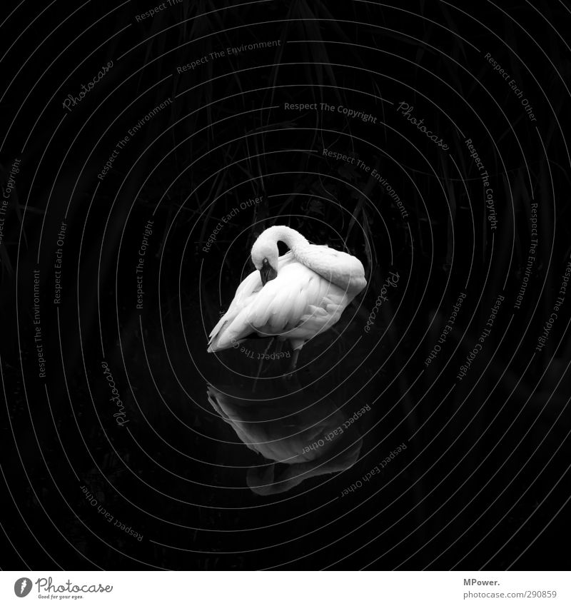 left in the dark Animal Wild animal 1 Black Pelican Bird Reflection Water Feather Zoo Neck Beak Loneliness Stand Flamingo Swan Black & white photo Exterior shot