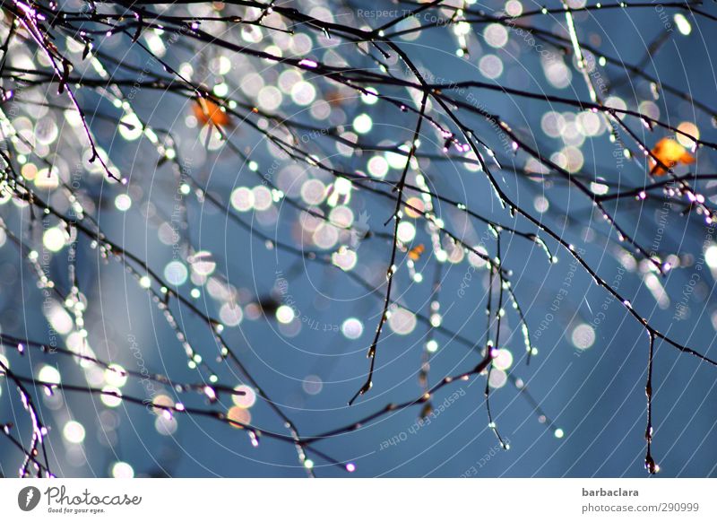 droplet invasion Drops of water Sky Sunlight Autumn Tree Leaf Twigs and branches Dew Line Glittering Hang Illuminate Happiness Fresh Bright Many Blue White